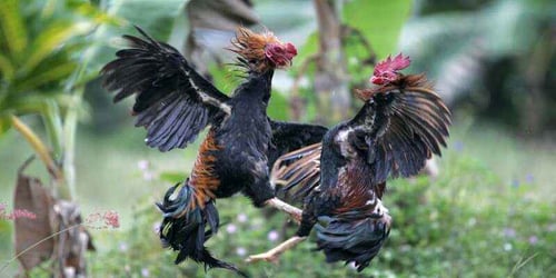 bi-quyet-choi-da-ga-thai-lan-b29-moi-nhat-rFpnpnFAG2.jpg
