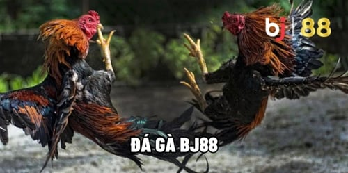 ca-cuoc-da-ga-z61EDZY6Zx.png