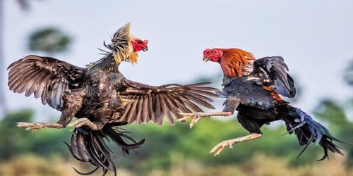 cac-chien-luoc-cuoc-thong-minh-trong-da-ga-iwin68-nqDBTVe2YT.jpg