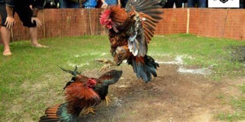 cach-chon-giai-dau-phu-hop-de-ca-cuoc-hieu-qua-Qq9xXwqgcD.jpg