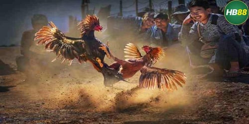 cach-tham-gia-da-ga-truc-tuyen-tai-hb88-chi-trong-vai-phut-Sp-gZe2uRg.jpg