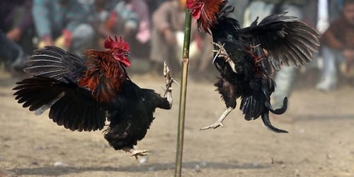 chien-thuat-cuoc-da-ga-OAztT21EVu.jpg