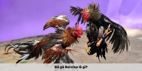 da-ga-betvisa-2-32h23YccRl.jpg
