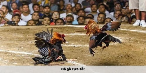 da-ga-betvisa-4-YQaeUFTsQj.jpg