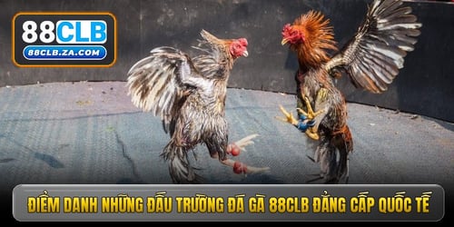 diem-danh-nhung-dau-truong-da-ga-88clb-dang-cap-quoc-te-0HkFMDtLwP.jpg