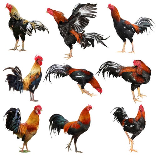 istockphoto-1225716485-612x612-0mvKHc_g7H.jpg