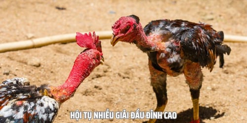 Sảnh đá gà này còn là nơi hội tụ nhiều giải đấu lớn nhỏ