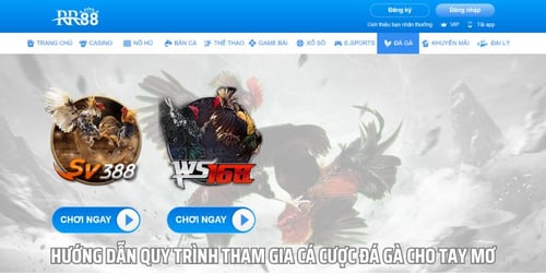 Hướng dẫn quy trình tham gia cá cược đá gà cho tay mơ