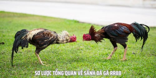 Đá gà RR88 mang đến cho kê thủ nhiều lựa chọn mới lạ