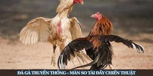 sv388-da-ga-truyen-thong-I5AOJzQKyE.jpg