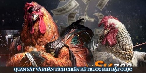 sv388-kinh-nghiem-dat-cuoc-_THenR_sFq.jpg