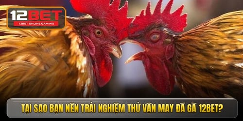 tai-sao-ban-nen-trai-nghiem-thu-van-may-da-ga-12bet-qHg-NafXN1.jpg