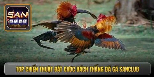 top-chien-thuat-dat-cuoc-bach-thang-da-ga-sanclub-jPSOfRbKxJ.jpg