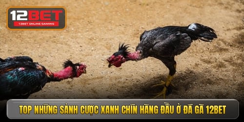 top-nhung-sanh-cuoc-xanh-chin-hang-dau-o-da-ga-12bet-JmgSXvBAWb.jpg
