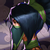 profile or pet icon