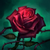 profile or pet icon